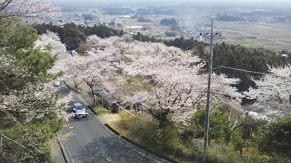 愛宕山(笠間市) 山道の桜