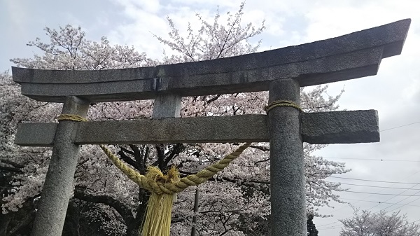笠間市　愛宕山　第二の鳥居と桜