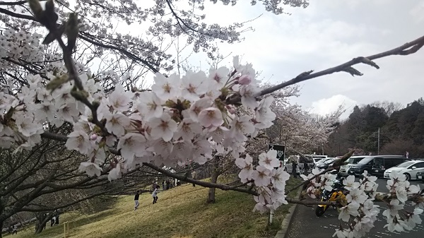 愛宕山(笠間市) 天狗の森の桜