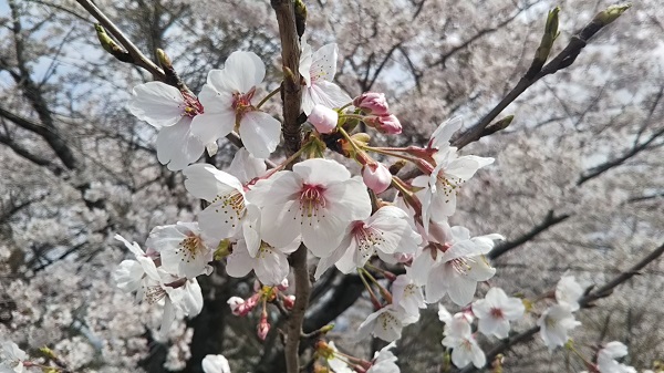 愛宕山(笠間市)　満開の桜