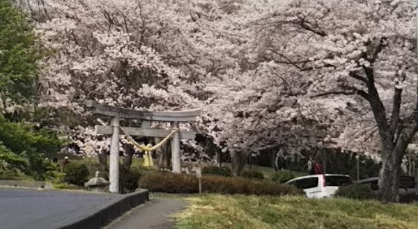 愛宕山(笠間市) 第二の鳥居と桜
