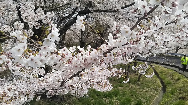 愛宕山(笠間市) 桜