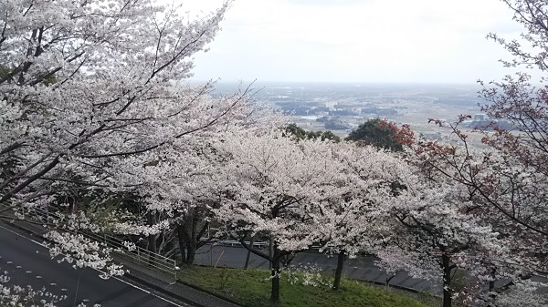 愛宕山(笠間市) 山道の桜